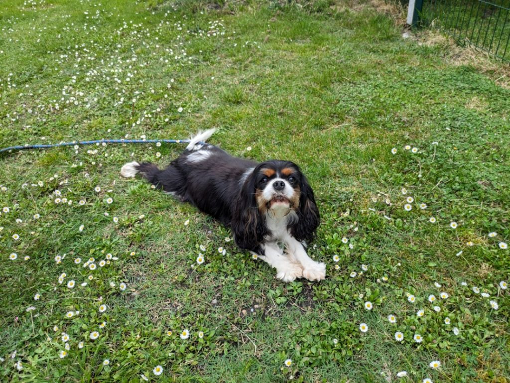 Publication : de la Lande du Médoc