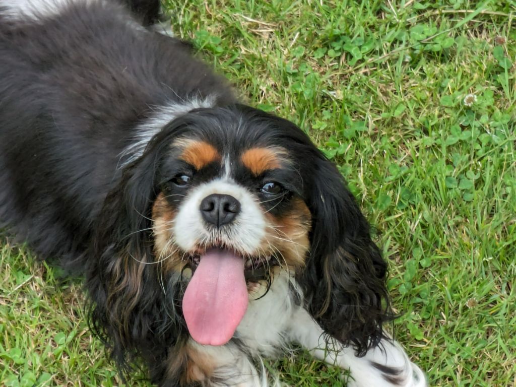 Publication : de la Lande du Médoc