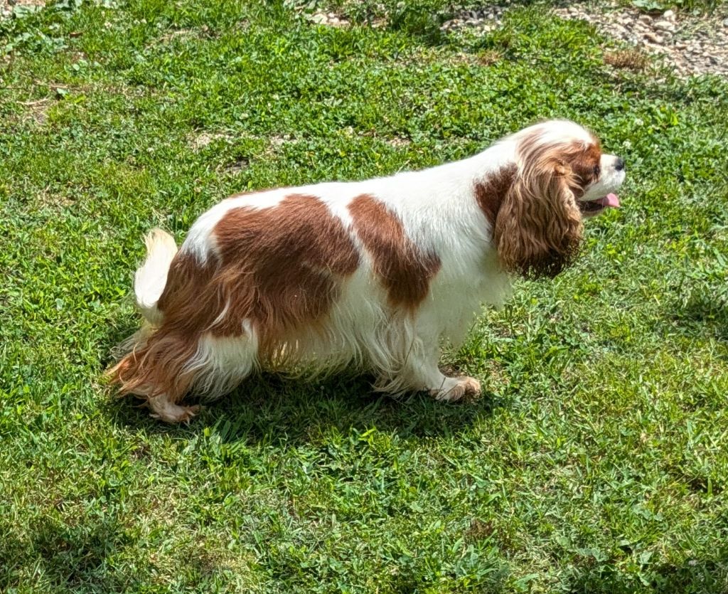 Publication : de la Lande du Médoc Auteur : RUTH