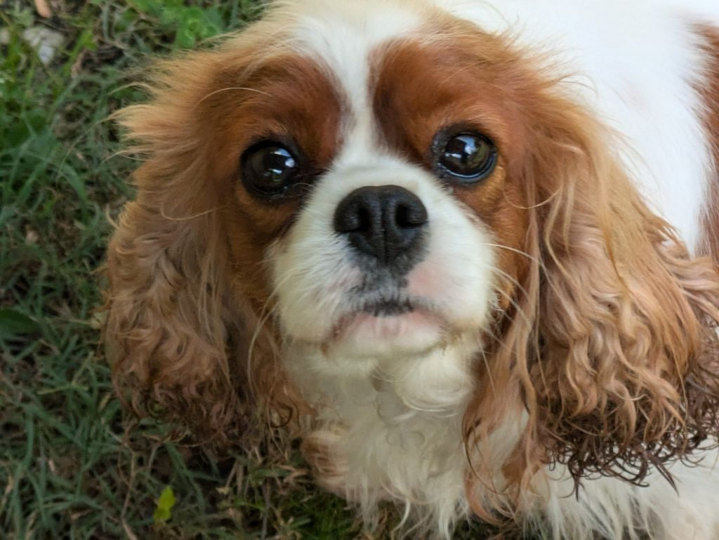 Publication : de la Lande du Médoc Auteur : RUTH