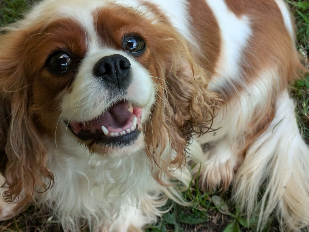 Publication : de la Lande du Médoc Auteur : RUTH