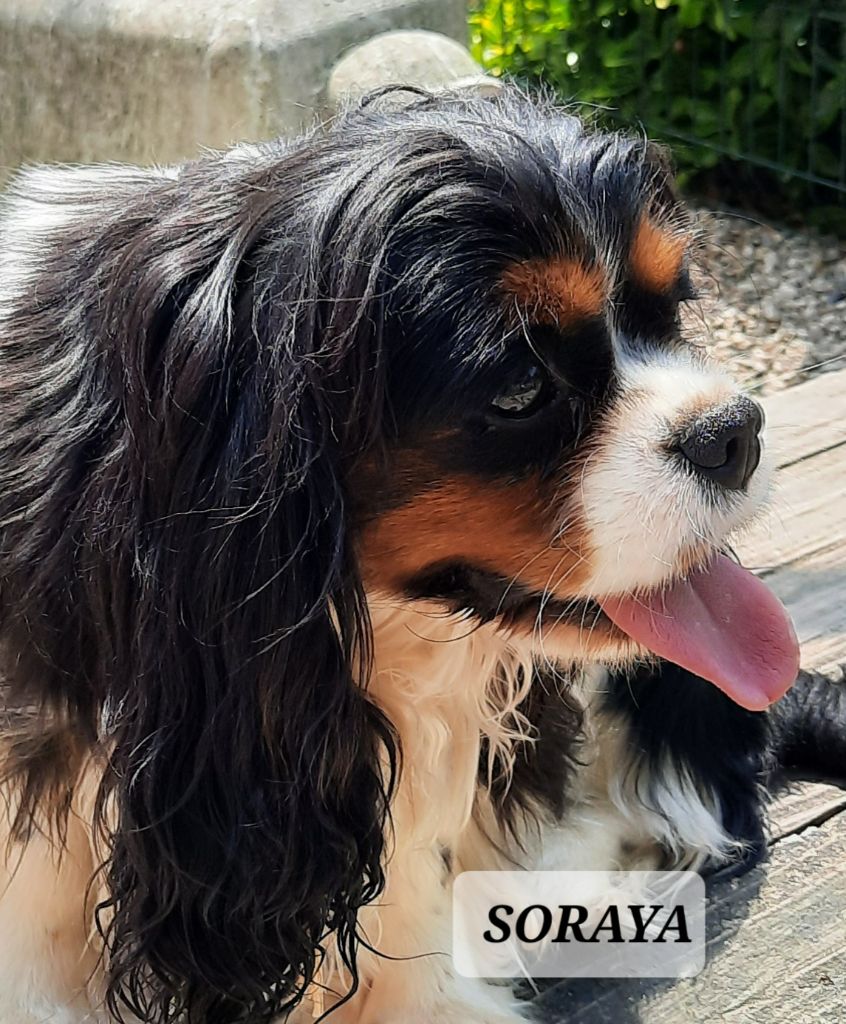 Publication : de la Lande du Médoc