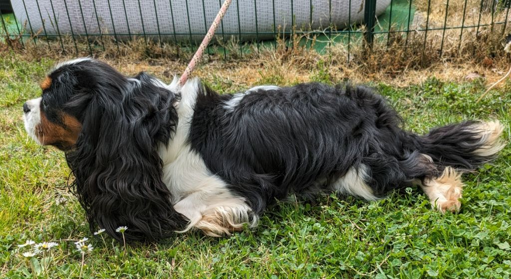 Publication : de la Lande du Médoc