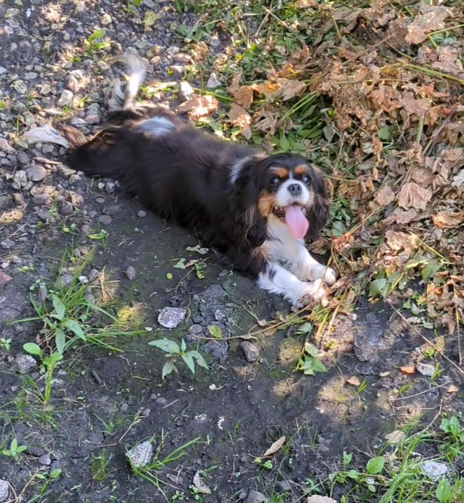 Publication : de la Lande du Médoc