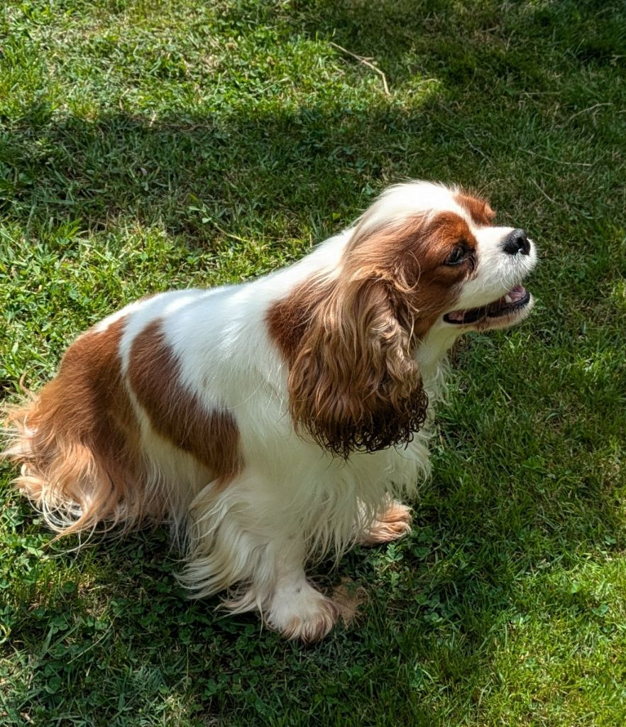 Publication : de la Lande du Médoc Auteur : RUTH