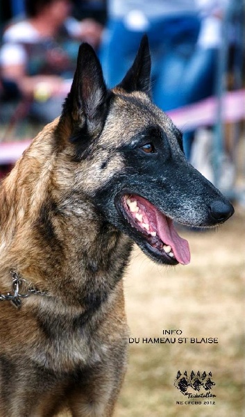 CH. Info du hameau St-Blaise - CAC-CACIB-BOS