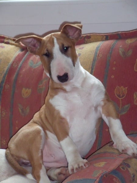 Publication : Crambully Auteur : sandrine