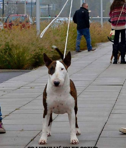 Crambully Jolee coeur