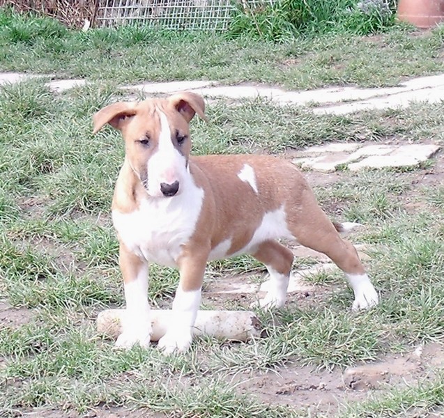 Publication : Crambully Auteur : sandrine