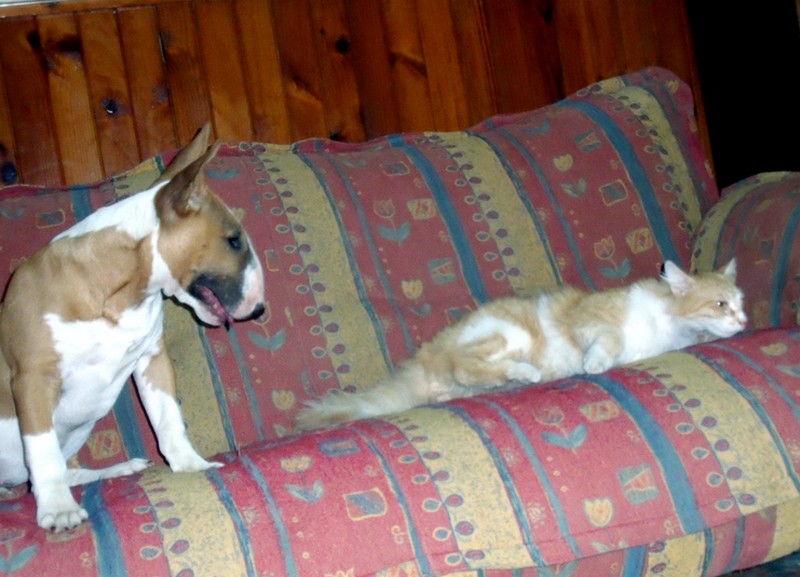 Publication : Crambully Auteur : sandrine