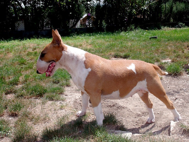 Publication : Crambully Auteur : sandrine