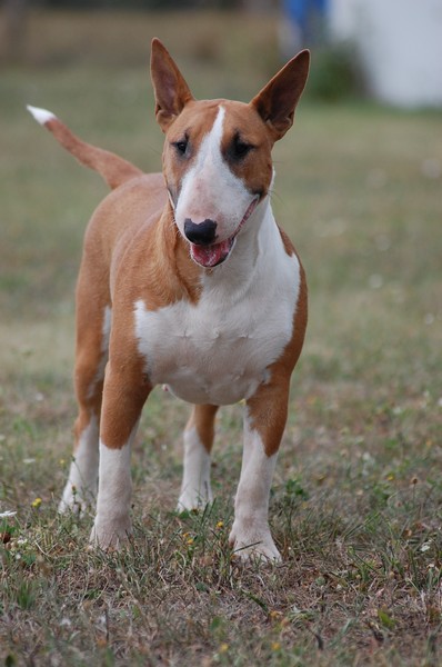 Publication : Crambully Auteur : sandrine