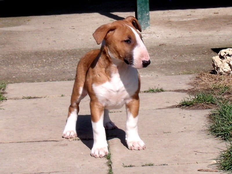 Publication : Crambully Auteur : sandrine