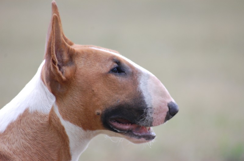 Publication : Crambully Auteur : sandrine