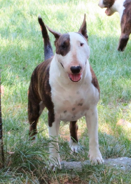 Crambully Jolee coeur