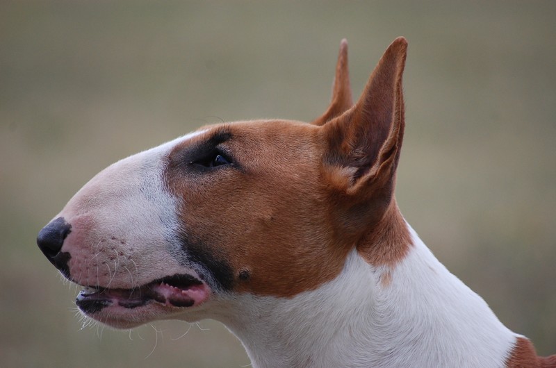 Publication : Crambully Auteur : sandrine