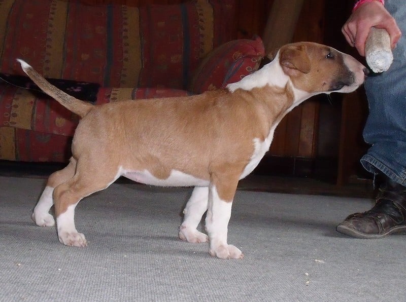 Publication : Crambully Auteur : sandrine