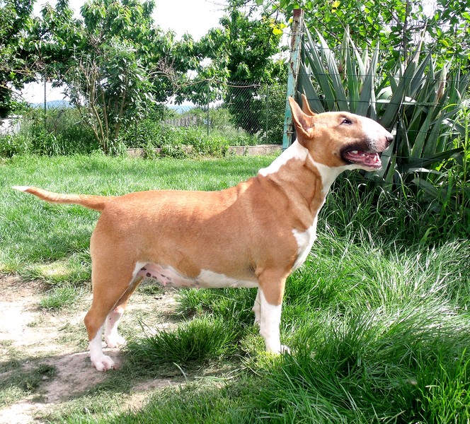 Publication : Crambully Auteur : sandrine