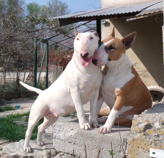 Publication : Crambully Auteur : sandrine