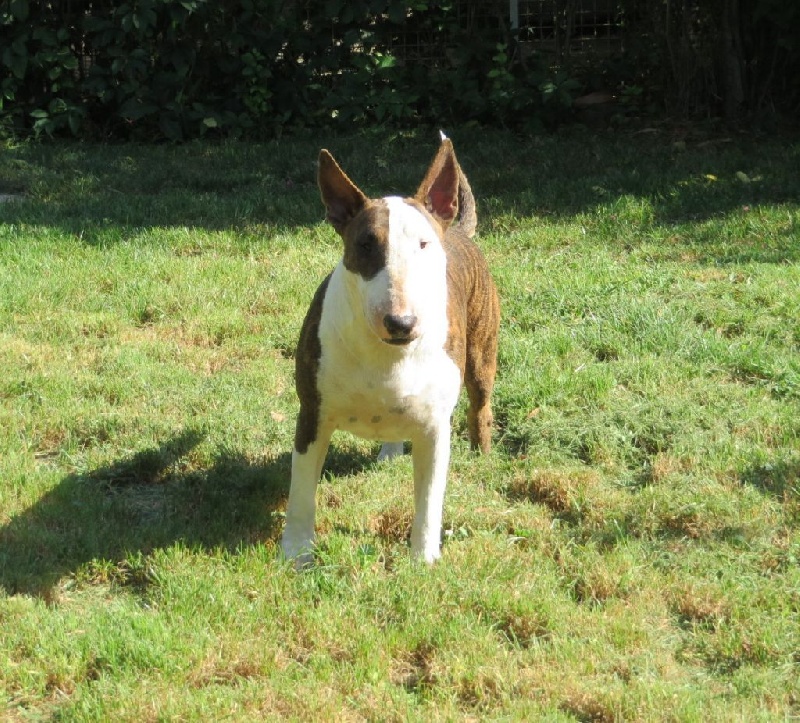 Crambully Jolee coeur