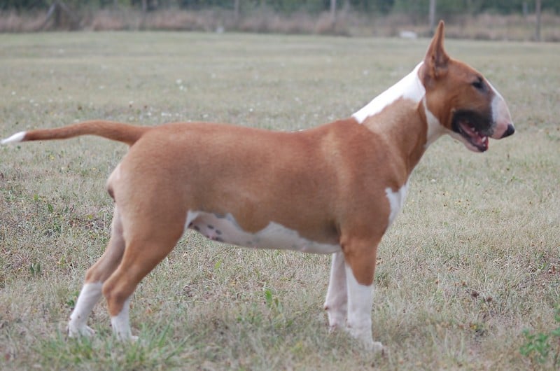 Publication : Crambully Auteur : sandrine