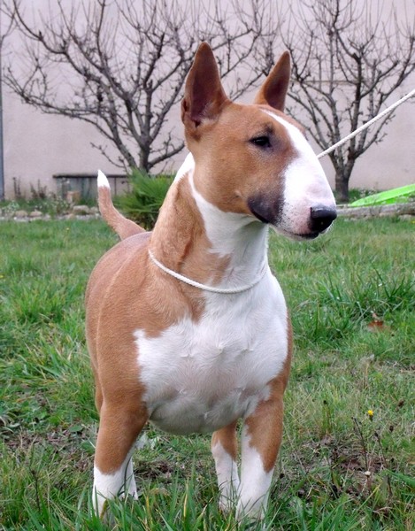 Publication : Crambully Auteur : sandrine