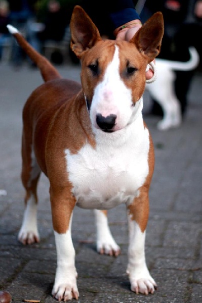 Publication : Crambully Auteur : sandrine