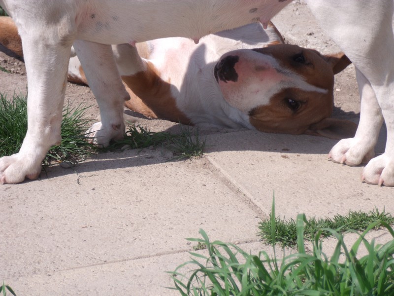 Publication : Crambully Auteur : sandrine