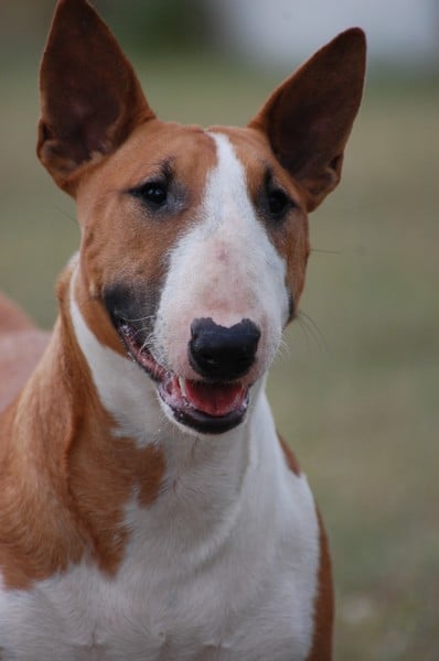 Publication : Crambully Auteur : sandrine