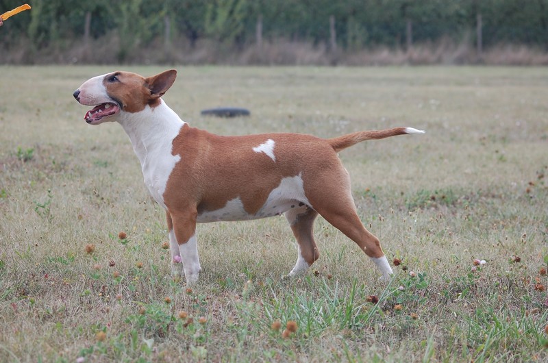 Publication : Crambully Auteur : sandrine