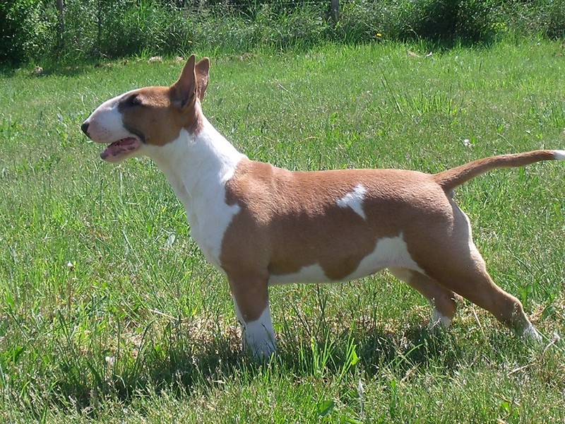 Publication : Crambully Auteur : sandrine