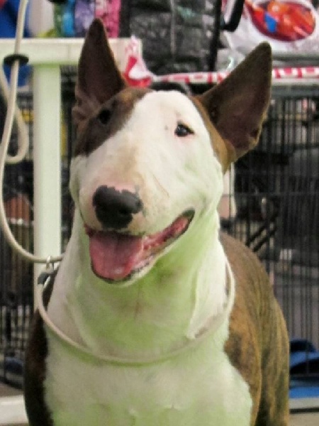 Crambully Jolee coeur