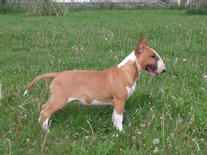 Publication : Crambully Auteur : sandrine