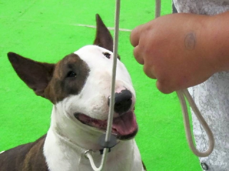 Crambully Jolee coeur