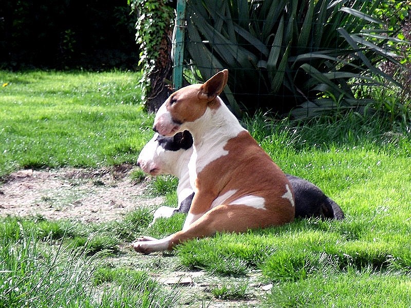 Publication : Crambully Auteur : sandrine