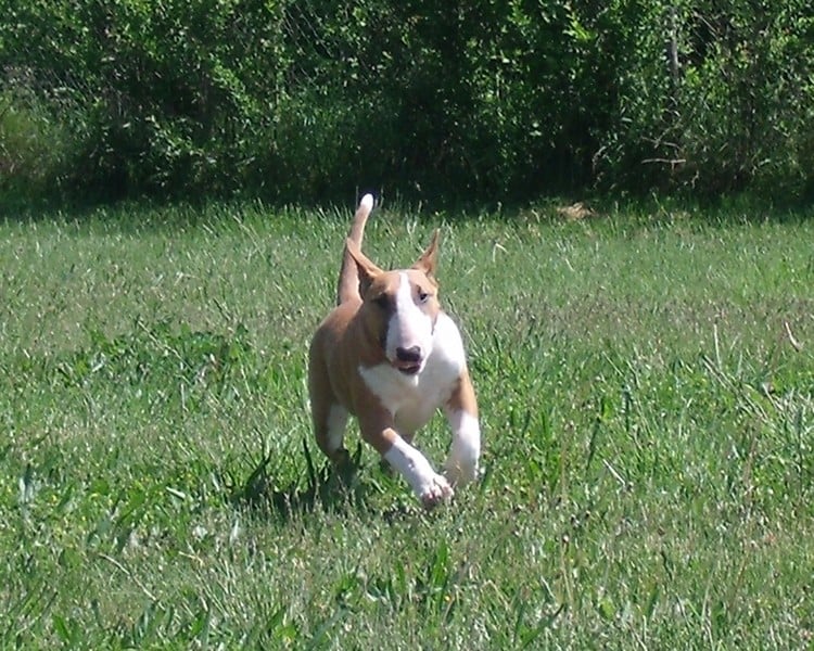 Publication : Crambully Auteur : sandrine