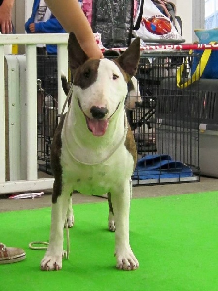 Crambully Jolee coeur