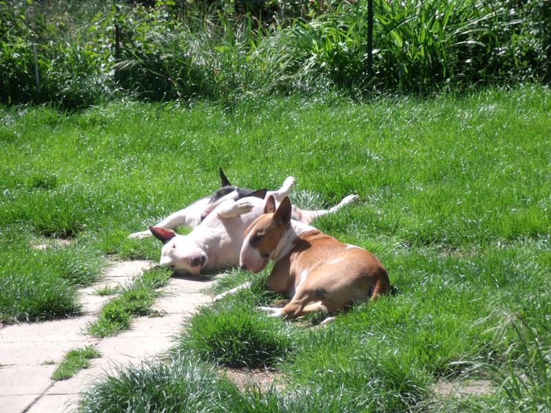 Publication : Crambully Auteur : sandrine