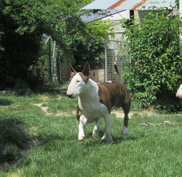 Crambully Jolee coeur