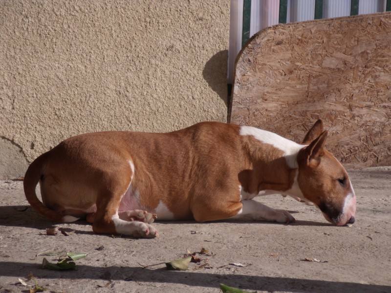 Publication : Crambully Auteur : sandrine