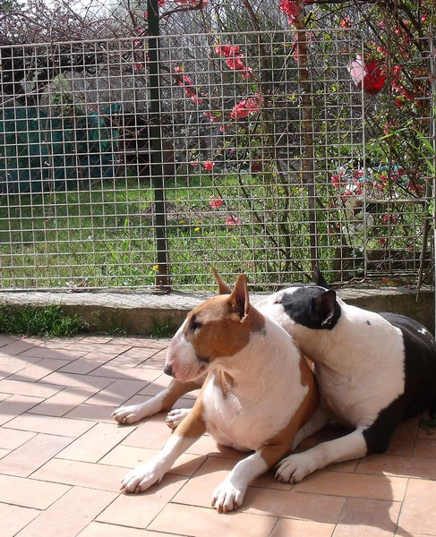 Publication : Crambully Auteur : sandrine