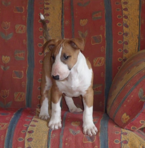 Publication : Crambully Auteur : sandrine