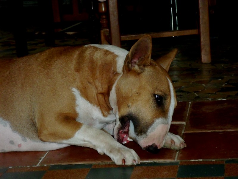 Publication : Crambully Auteur : sandrine