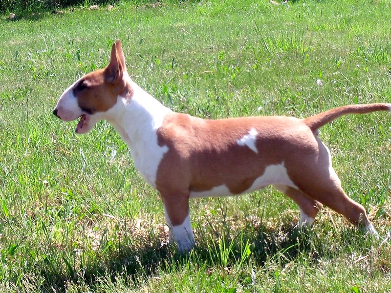 Publication : Crambully Auteur : sandrine