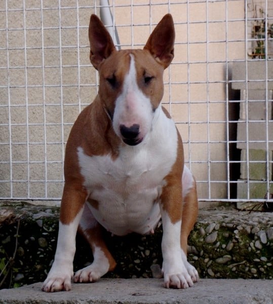 Publication : Crambully Auteur : sandrine