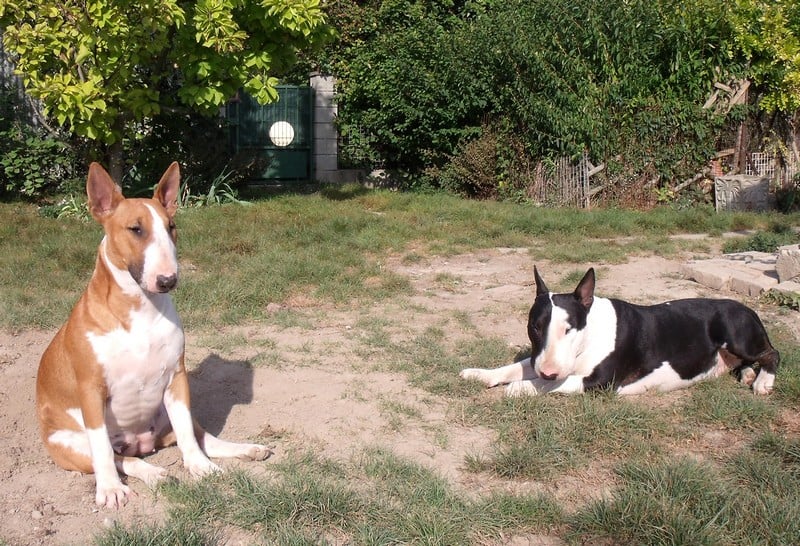 Publication : Crambully Auteur : sandrine