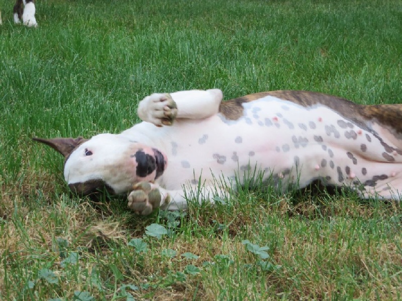 Crambully Jolee coeur