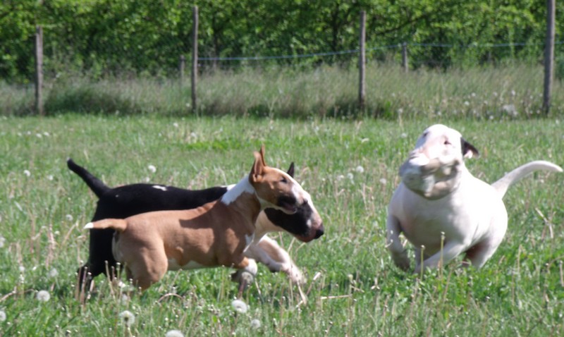 Publication : Crambully Auteur : sandrine