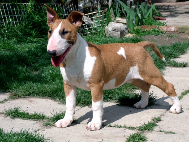 Publication : Crambully Auteur : sandrine