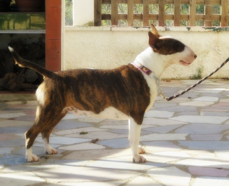 Crambully Jolee coeur